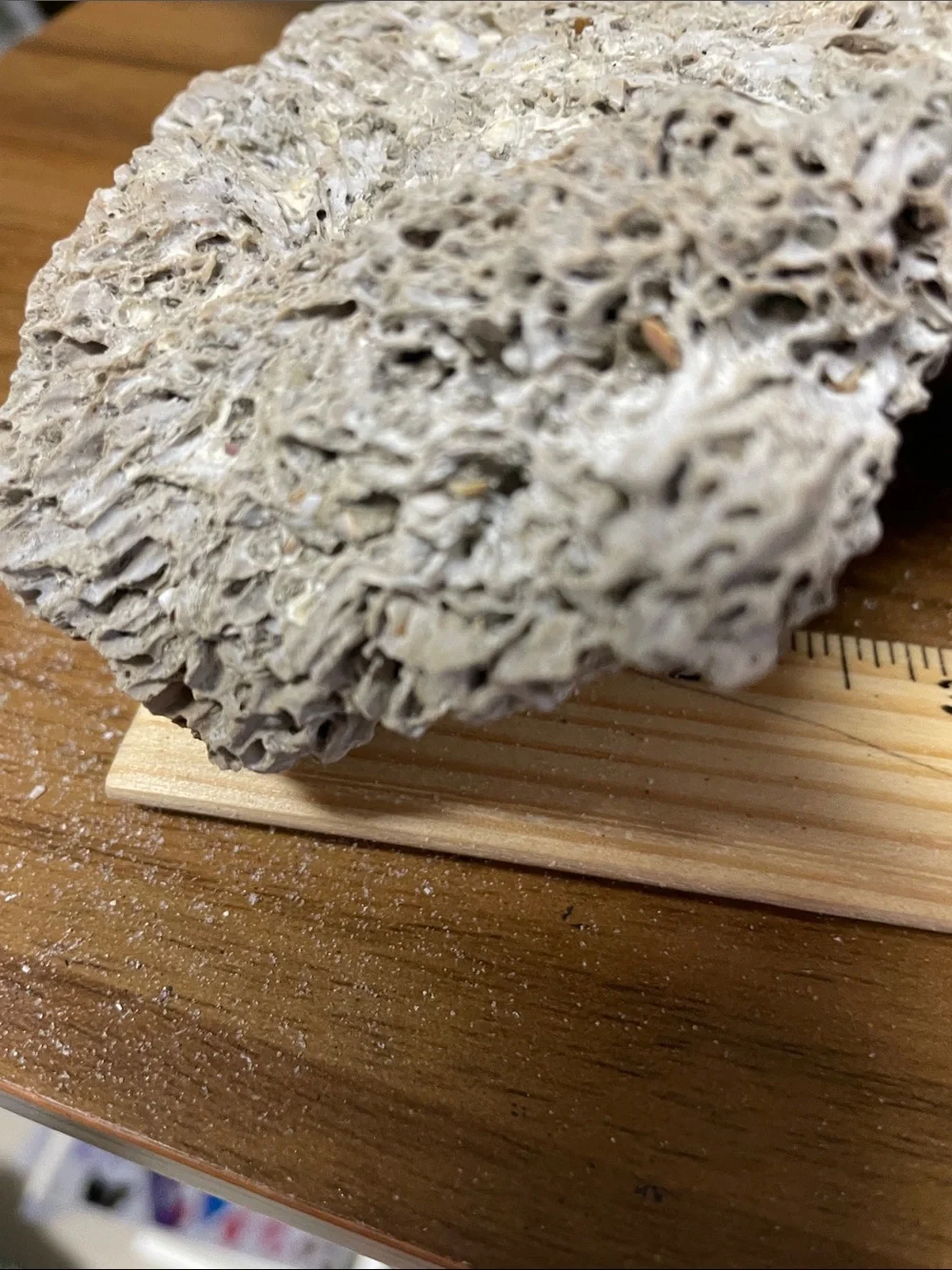 Fossil found on the beach, resembling brain fossil.